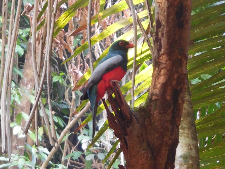 Blue Creek cave - red and black bird #4