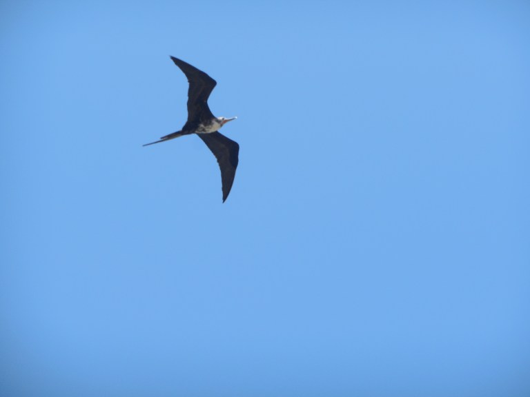 sea bird - Hopkins #1