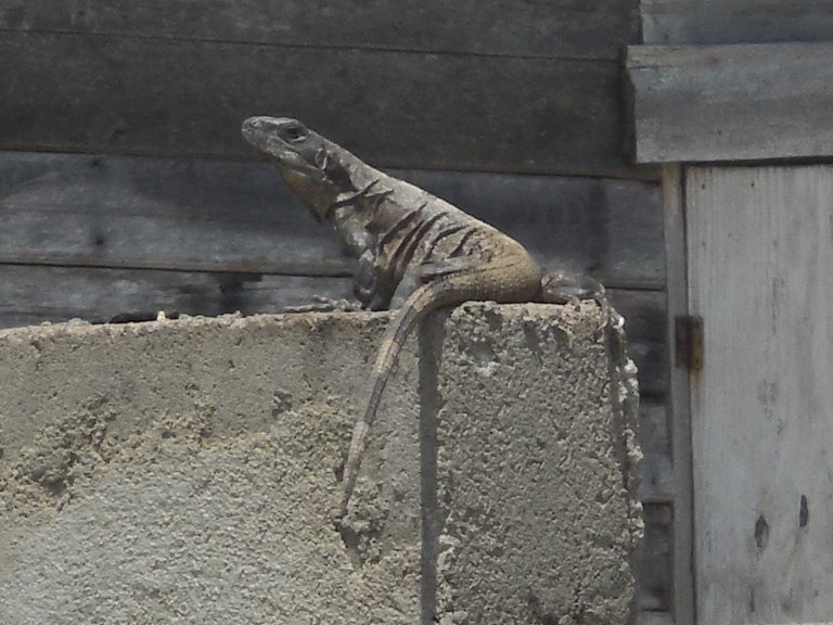 Wish Willy Iguana - Travellingminstrel #