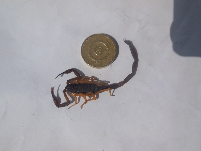 scorpian - Hopkins Travellingminstrel #11