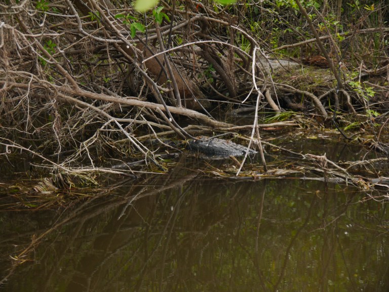 Marlot crocodile - New river Travellingminstrel #2