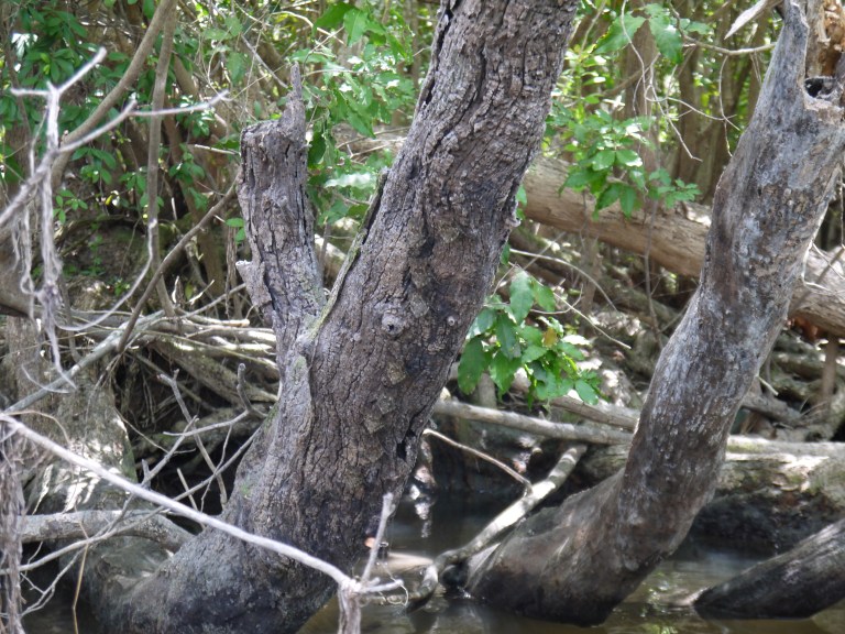 Insect bats - New river Travellingminstrel #4