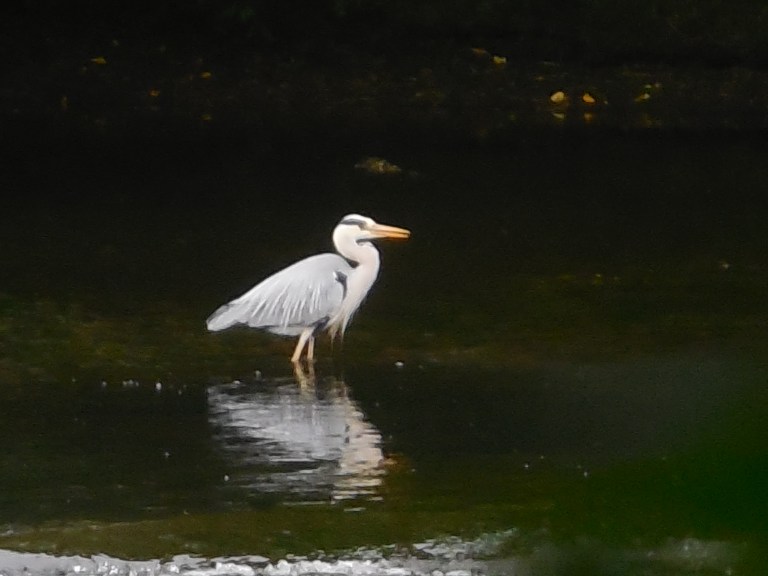 Grey heron - Travellingminstrel #2