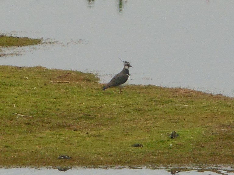 Lapwing - Travellingminstrel #1