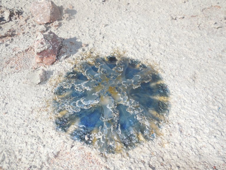 Jellyfish - Travellingminstrel #