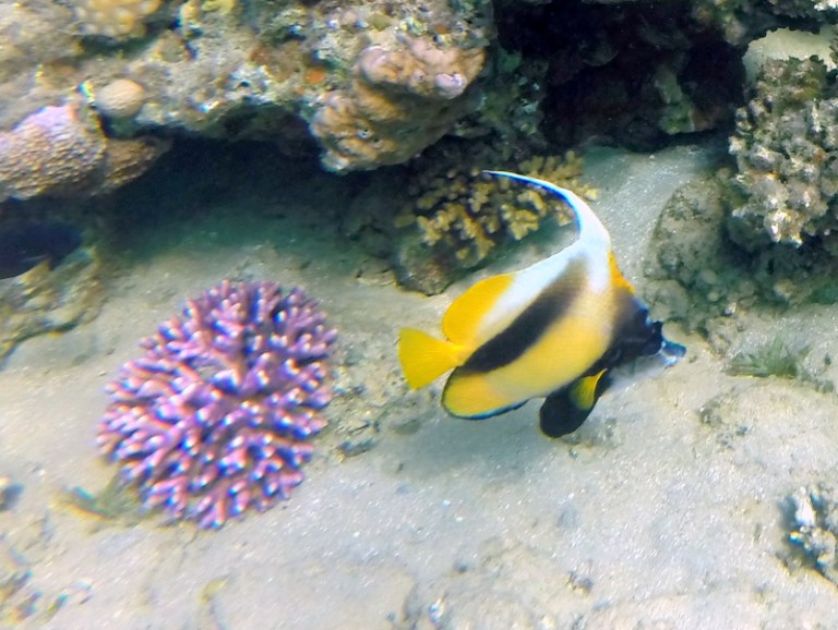 fish - Travellingminstrel #