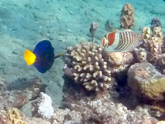 fish - Travellingminstrel #