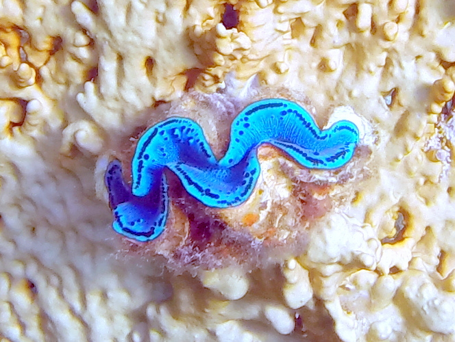 A Giant Clam - Travellingminstrel #