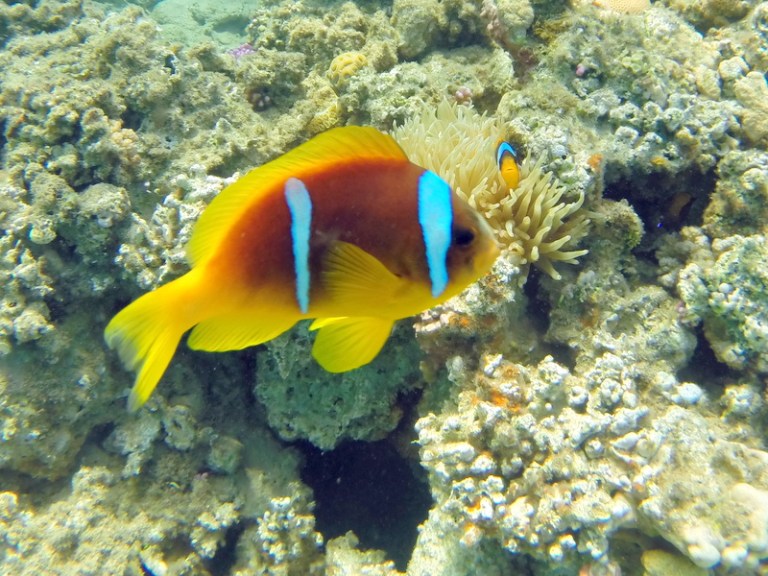 Fish - Travellingminstrel #