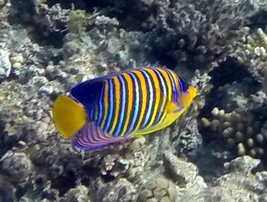 Fish - Travellingminstrel #