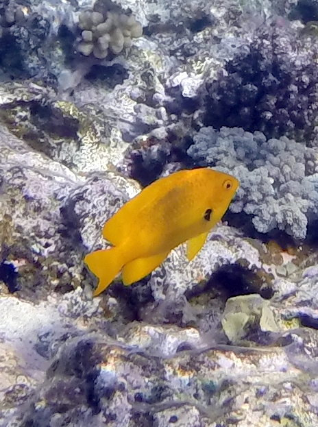 Fish - Travellingminstrel #