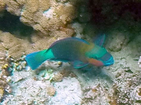 Fish - Travellingminstrel #