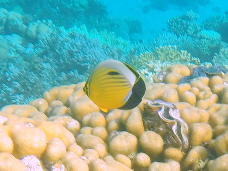 fish - Travellingminstrel # 