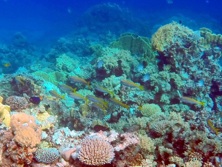 Fish - Travellingminstrel #