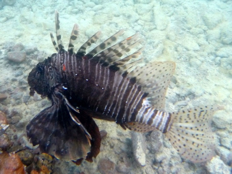 Lionfish - Travellingminstrel #