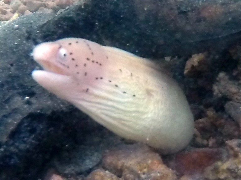 Eel - Travellingminstrel #