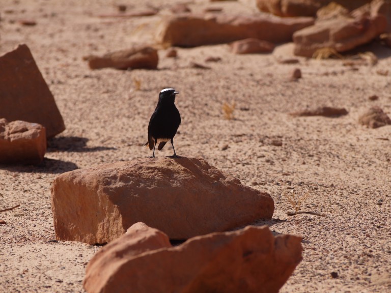 A Wheat-Ear - Travellingminstrel #