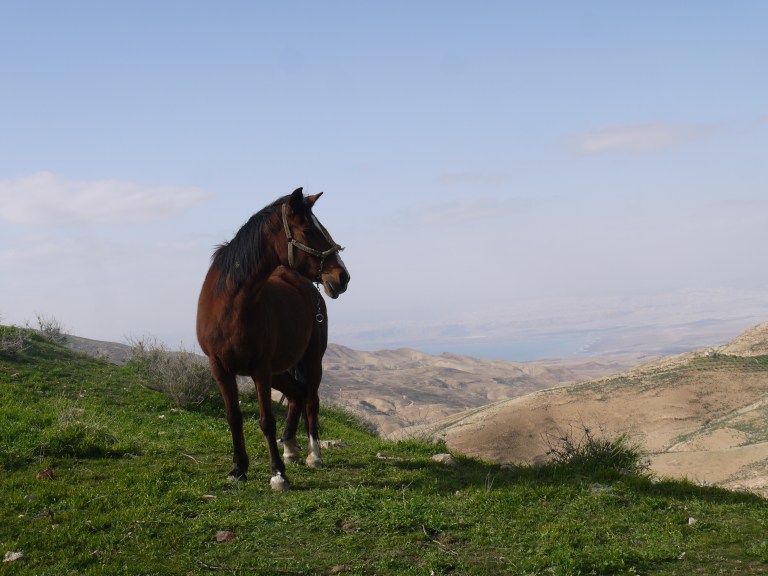 A horse with the promised land - Travellingminstrel #
