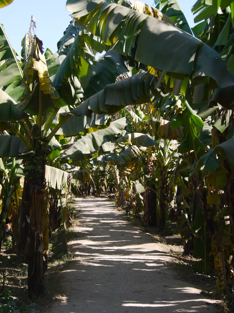 Banana island - Travellingminstrel #