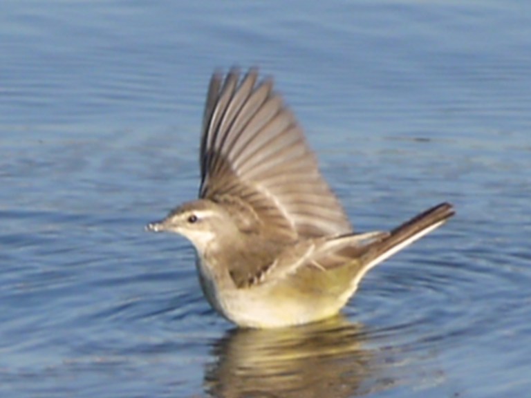 Clamorous Reed Warbler - Travellingminstrel #