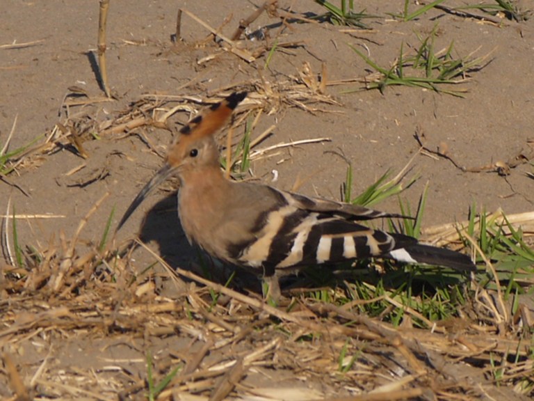 Hoopoe - Travellingminstrel #