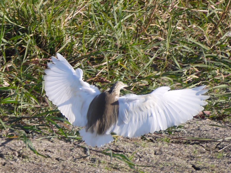 Squaco heron - Travellingminstrel #
