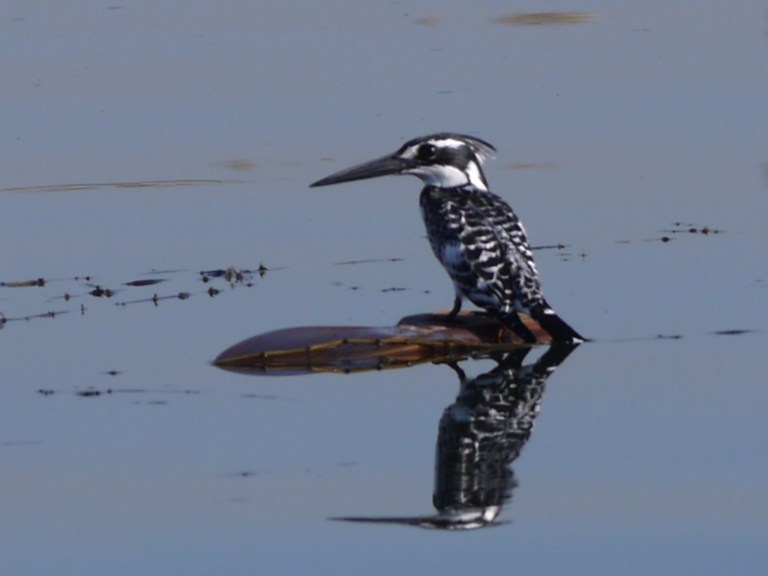 Pied Kingfisher - Travellingminstrel #
