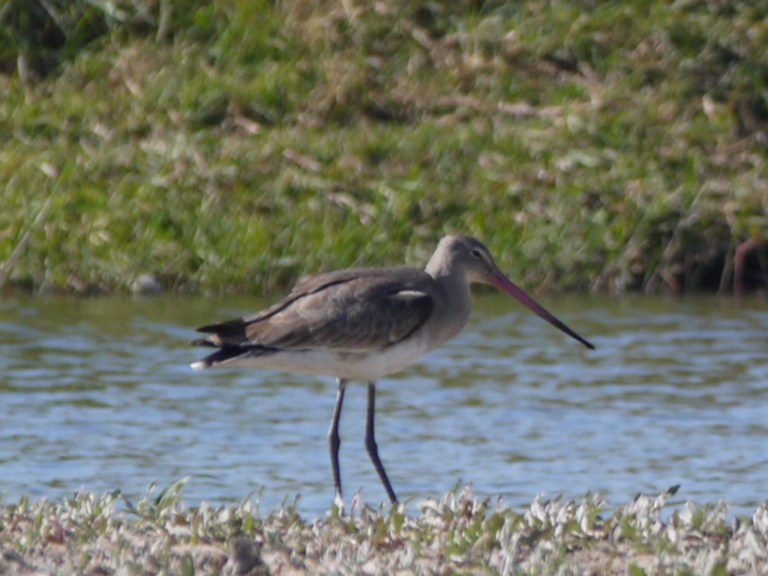 Travellingminstrel #