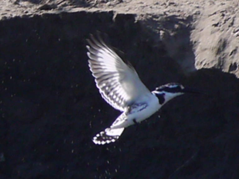 PIed Kingfisher - Travellingminstrel #