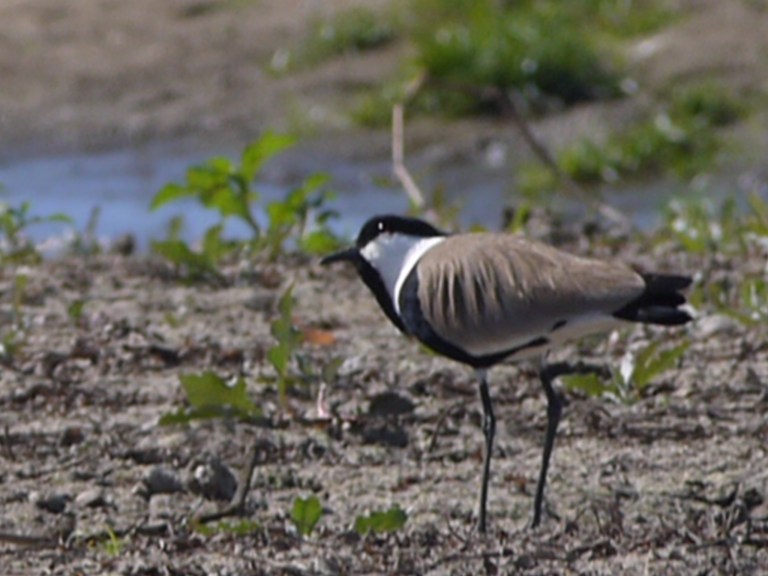 Spur Winged Plover - Travellingminstrel #