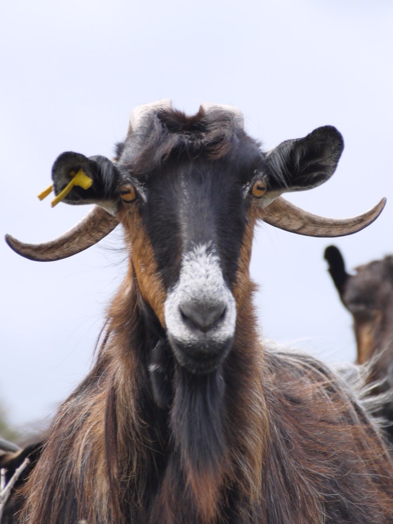 Travellingminstrel #