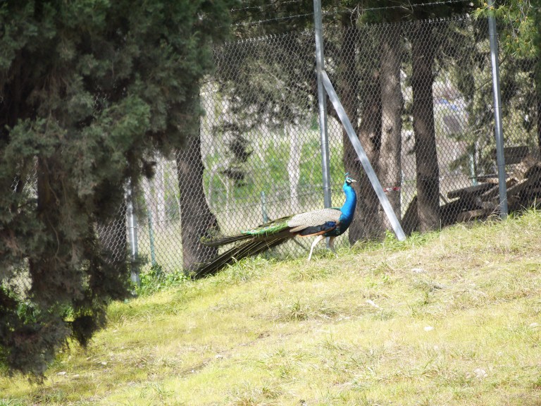 Peacock - Travellingminstrel #