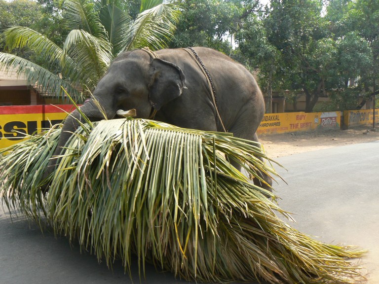 Elephant - Travellingminstrel #