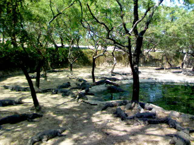 Crocodile far - Travellingminstrel #