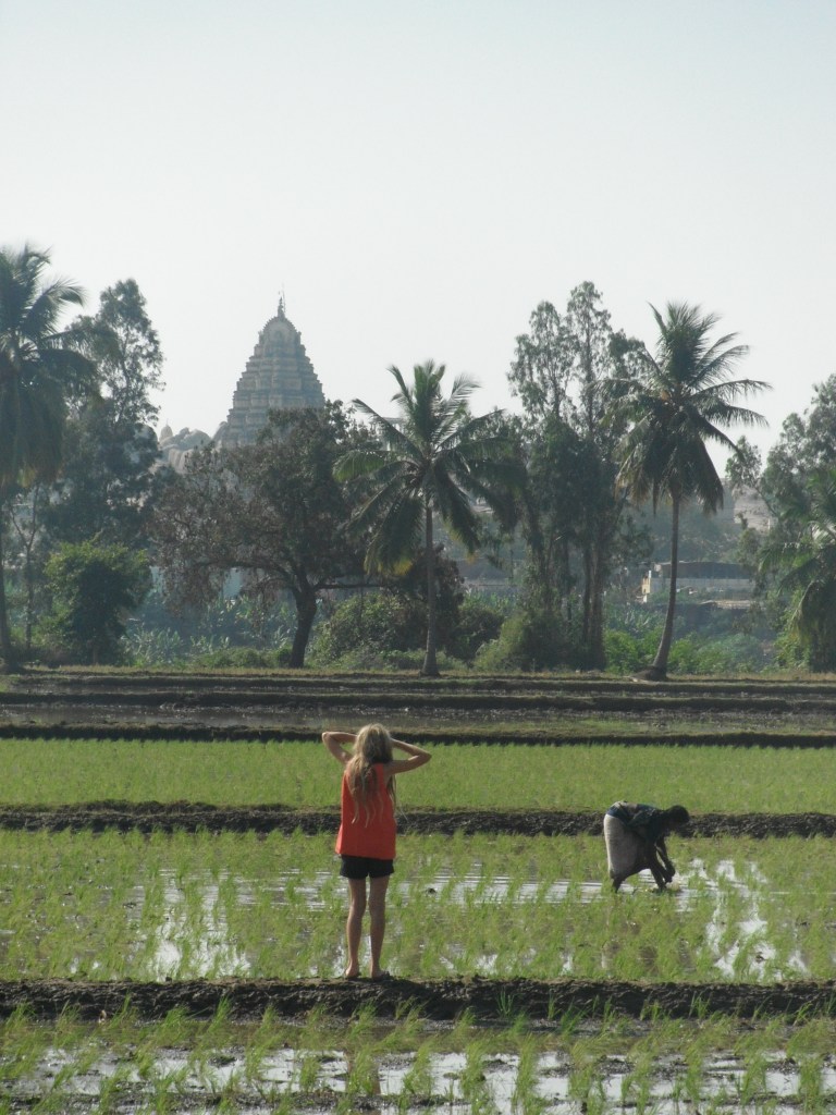 Rice fields - Travellingminstrel #