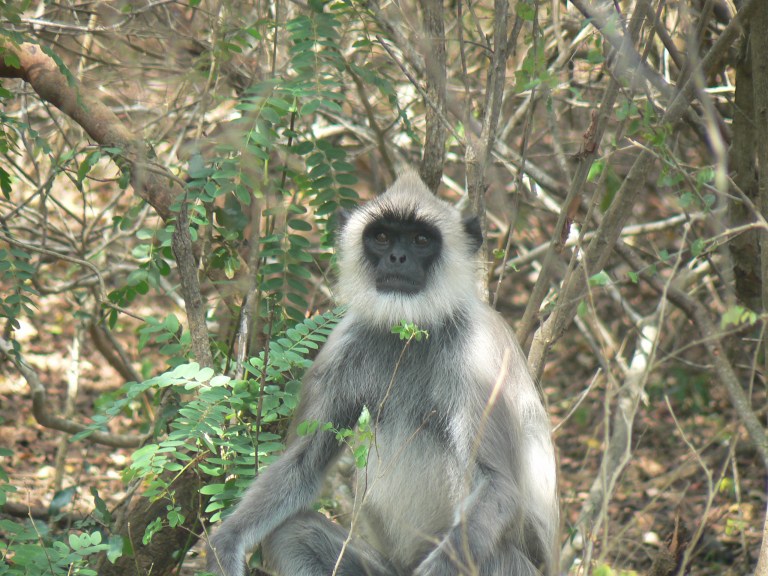 Monkey - Travellingminstrel #