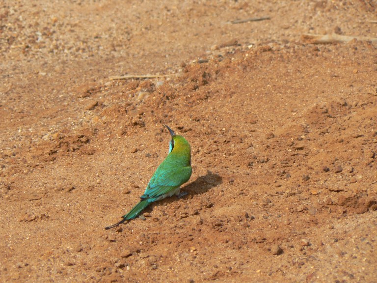 Bird - Travellingminstrel #