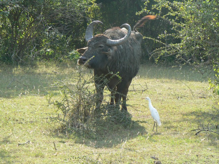 Wild Buffalo - Travellingminstrel #