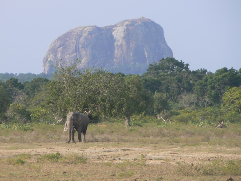 Wild Elephant at Elephant rock - Travellingminstrel #