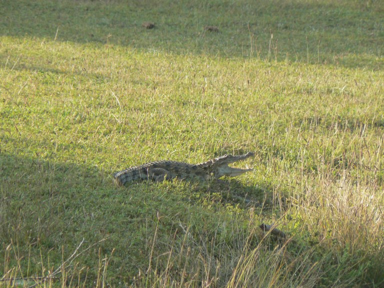 Crocodile - Travellingminstrel #