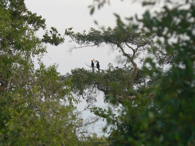 Toucan - Travellingminstrel #