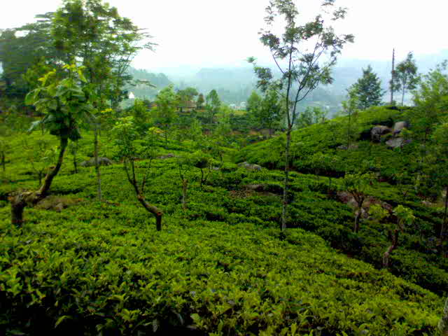 Tea plantation - Travellingminstrel #