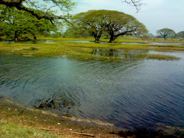 On the way to Yala - Travellingminstrel #