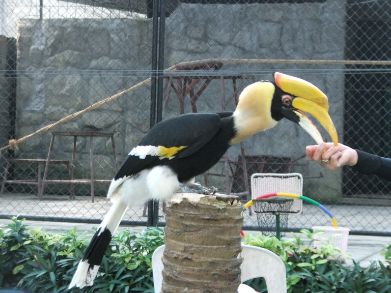 Toucan in Koh Samui - Travellingminstrel #