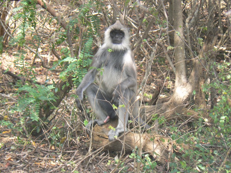 Monkey - Travellingminstrel #