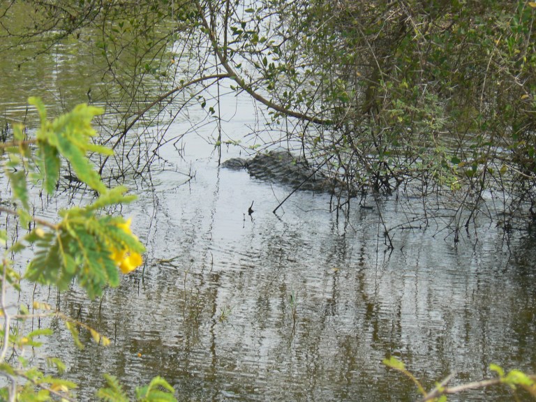 Crocodile - Travellingminstrel #