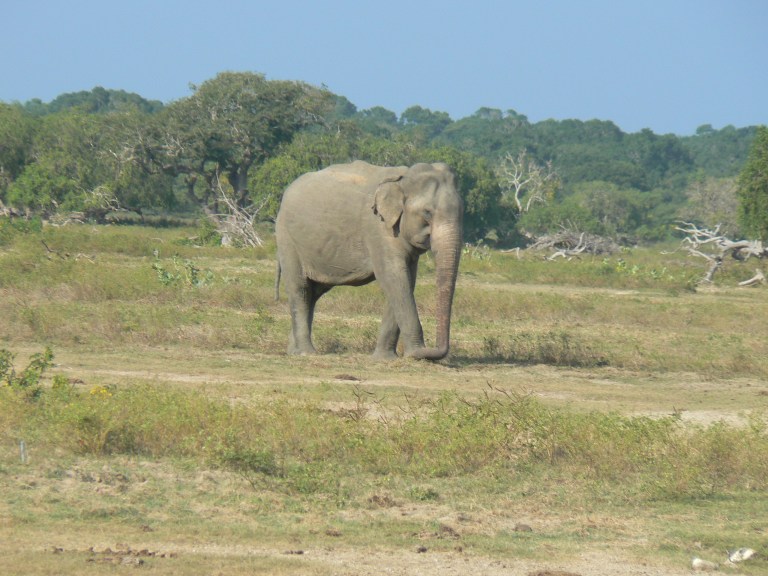 Elephant  - Travellingminstrel #