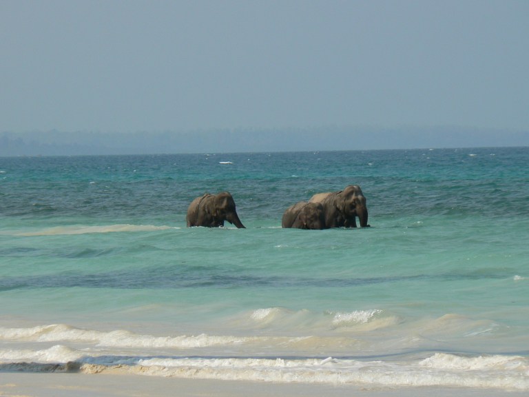 Yes elephants can swim very well too - Travellingminstrel.com #