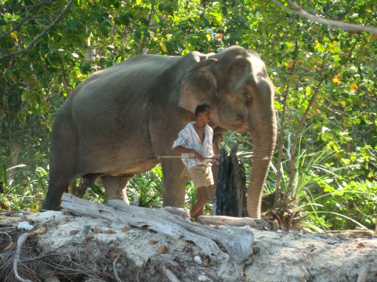 Elephant - Travellingminstrel.com #