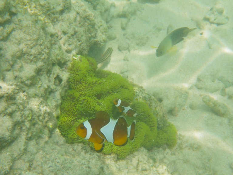 nemo! - Travellingminstrel 